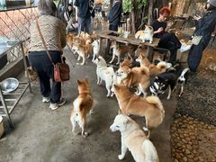 -柴犬高等学院·狗咖·柴犬售卖·宠物训练