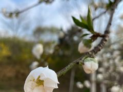 -石家庄市植物园