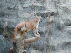 -杭州野生动物世界