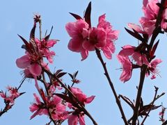 -桃花堤公园