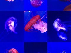 -海合安青岛极地海洋公园
