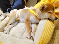 -逗柴咖啡屋·狗咖猫咖宠物桌游