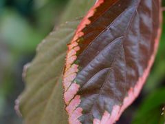 DSC_3460-广州锦绣香江度假别墅