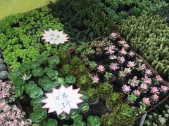 -秦美花卉(天朗·莱茵小城2期店)
