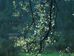 -武陵山森林公园