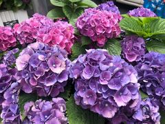 -辛香汇·现炒川菜(淮海路百盛店)