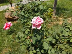 -洛阳周王城天子驾六博物馆