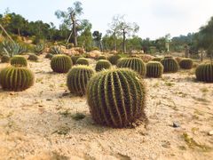 -东莞植物园