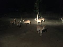 -清迈夜间动物园