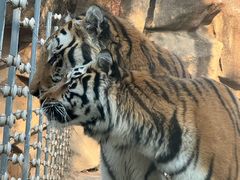 -荆州中山公园动物园