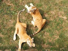 -西霞口神雕山野生动物世界