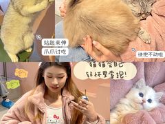 -猫儿山۰猫主题餐厅
