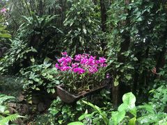 -呀诺达热带雨林