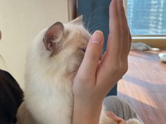 -More Fun猫咖 二十只万元加菲主题