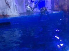 -多彩贵州城极地海洋世界