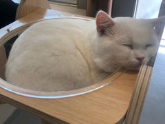 -飞行喵MR PILOT|猫舍·猫咖(静安大融城店)