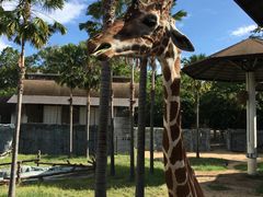 -清迈夜间动物园