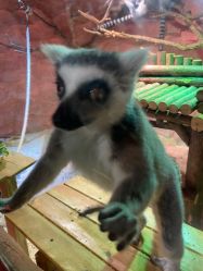 -Zoolung Zoolung动物主题公园(海信广场店)