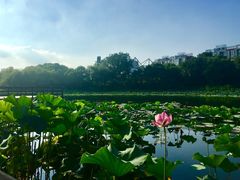 -新江湾城公园