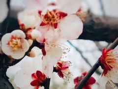 -香雪海