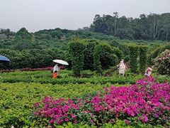 -东莞植物园