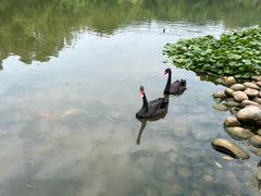 -成都大熊猫繁育研究基地