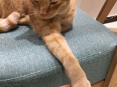 -藏猫猫咖啡主题馆(中央大道店)