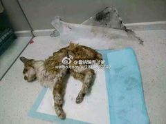 android_upload_pic-盛京一禾