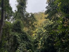 -西双版纳原始森林公园