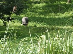 -大象粑粑造纸公园