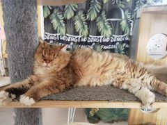 -平行世界·猫咖(首经贸店)