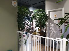 -东方名猫馆·英短金渐层布偶猫舍(环线广场1号楼店)