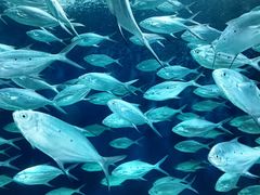 -上海海洋水族馆