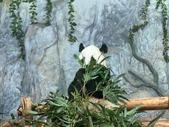 -深圳野生动物园