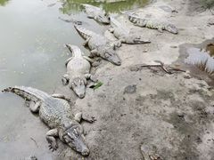 -广州长隆飞鸟乐园