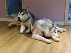 -Husky Go! 哈士奇体验馆·宠物咖啡厅狗咖