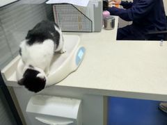 -顺强宠物诊所·狂犬免疫·夜诊·骨科(嘉定店)