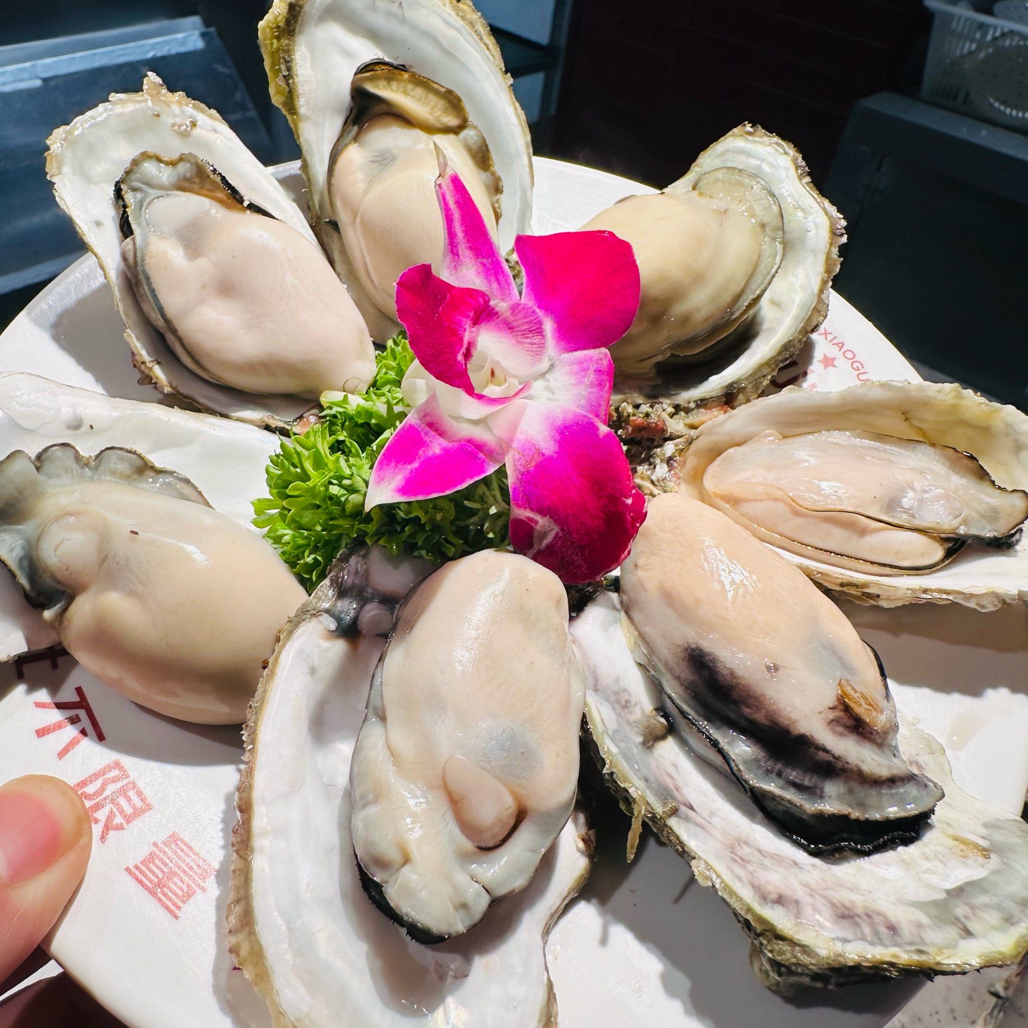 芝小官限定福利免费送