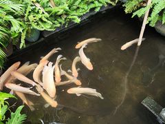 -Cuc Gach Quan Restaurant