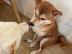 -柴の食堂·日式家庭料理·熊之肆(大学路店)