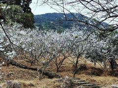 -广州市流溪河国家森林公园