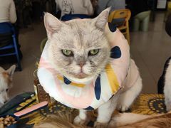 -平行世界·猫咖(首经贸店)