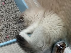 -屋虎猫馆(宝安大仟里店)