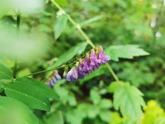 -峡谷浮石林景区