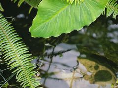 -北京植物园-展览温室