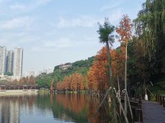 -重庆彩云湖湿地公园