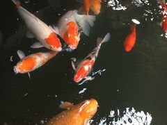 -南宫五洲植物乐园