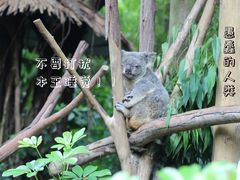 -广州长隆野生动物世界