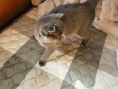 -纳吉亚猫专科动物医院博雅分院
