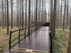 -黄海国家森林公园